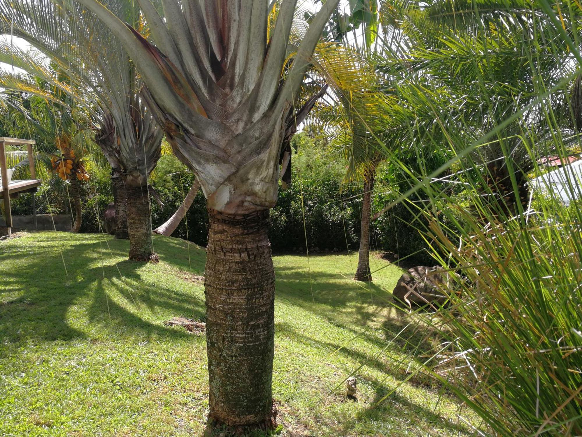 Ticitron Sainte-Anne (Grande-Terre)
